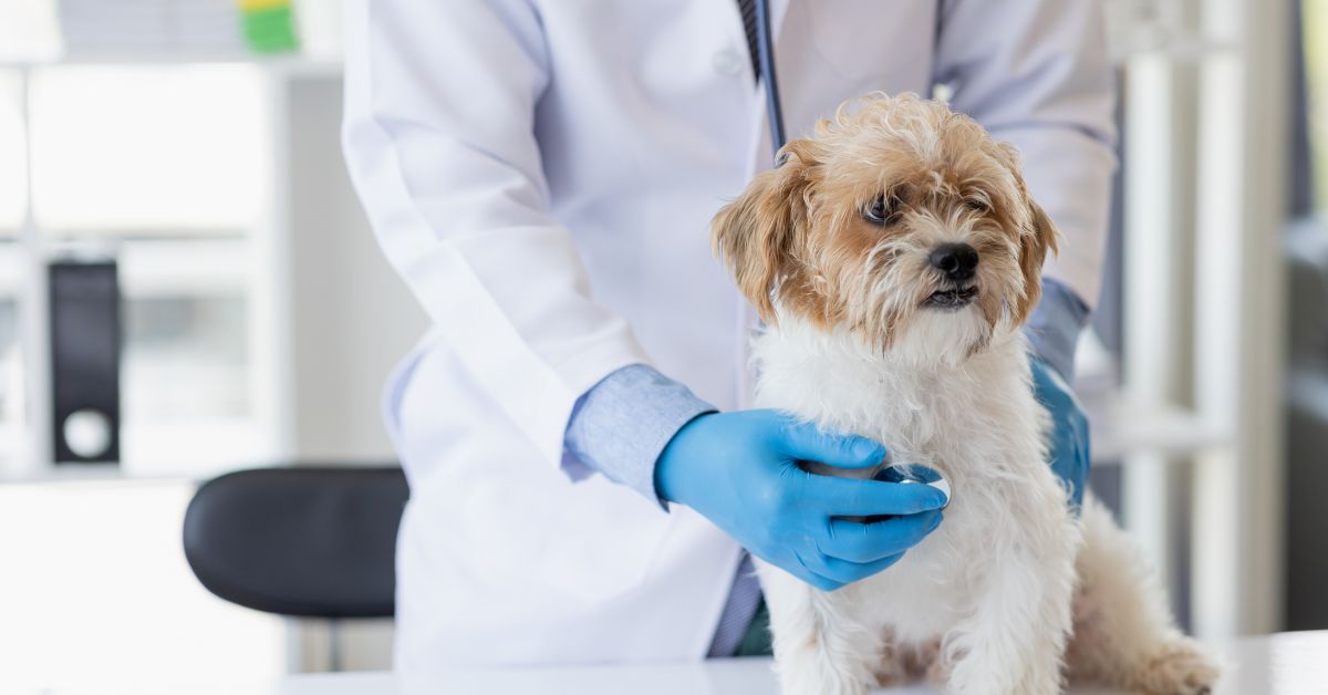 Planning for Emergency Response at a Veterinary Clinic