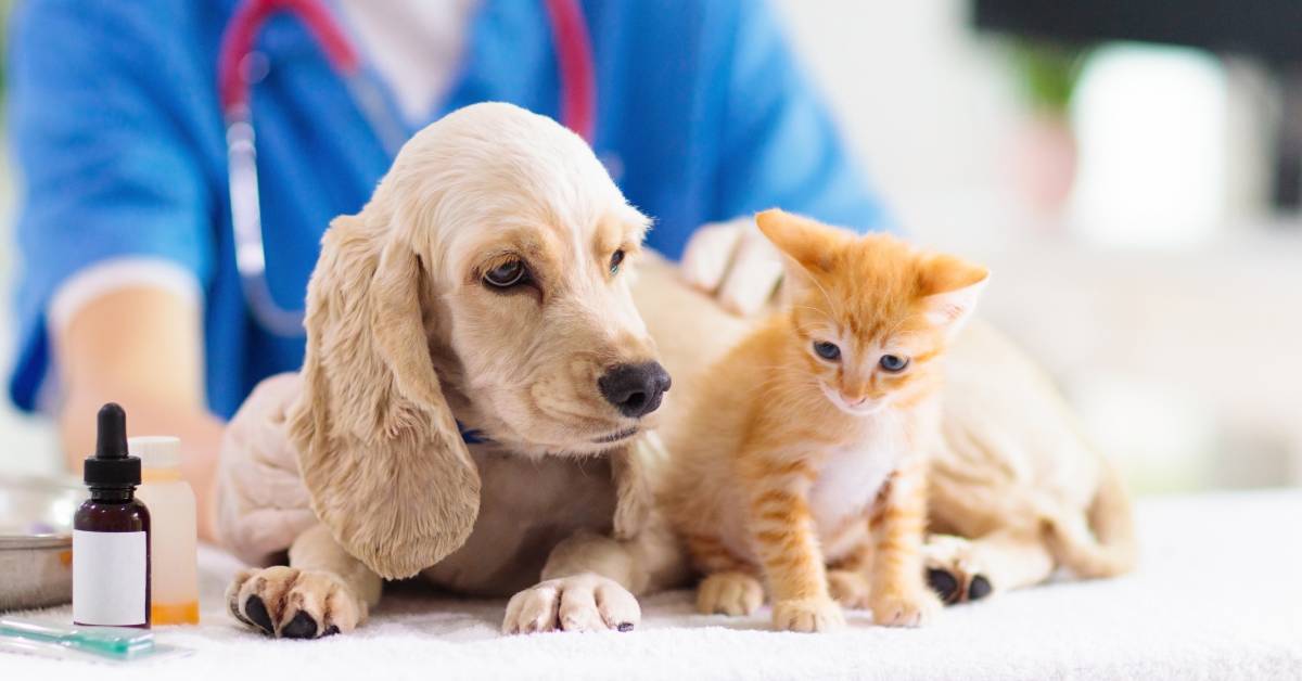 A tan puppy and an orange kitten sitting together on a table in front of a person wearing blue scrubs and a stethoscope.