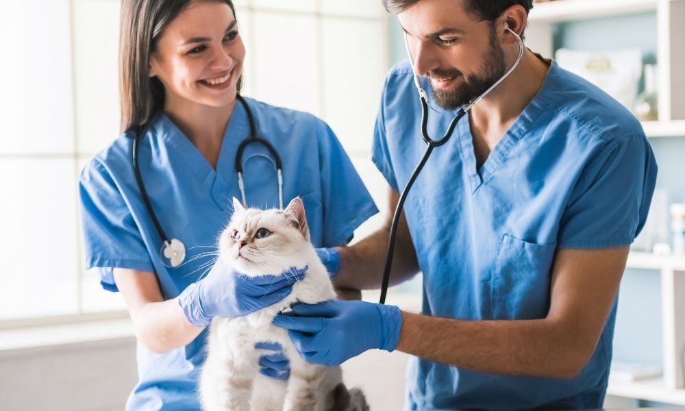 How OSHA Regulations in Veterinary Practices Have Changed