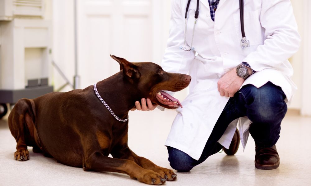 The Importance of Proper Attire in a Veterinarian's Office