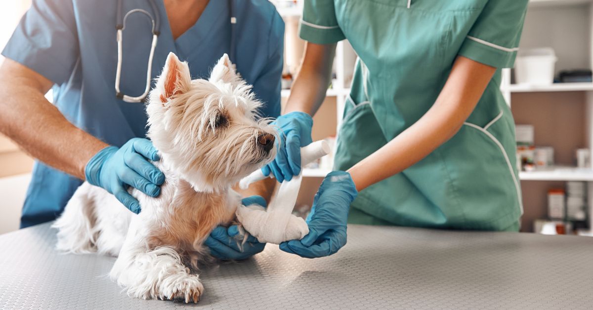 The 6 Most Common OSHA Hazards of Veterinary Hospitals