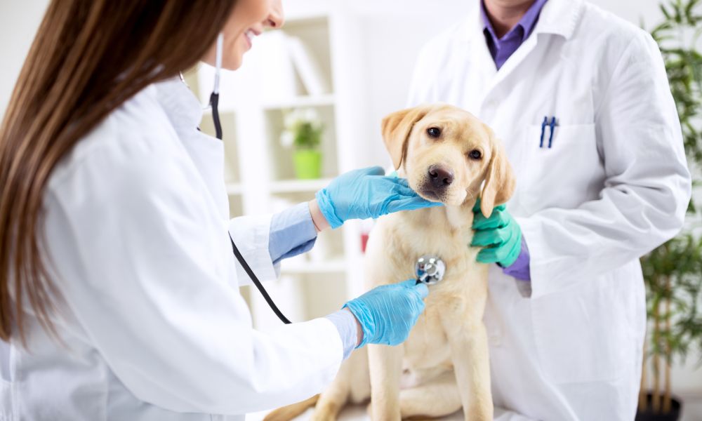 5 Reasons OSHA Compliance Is Vital for Veterinary Offices