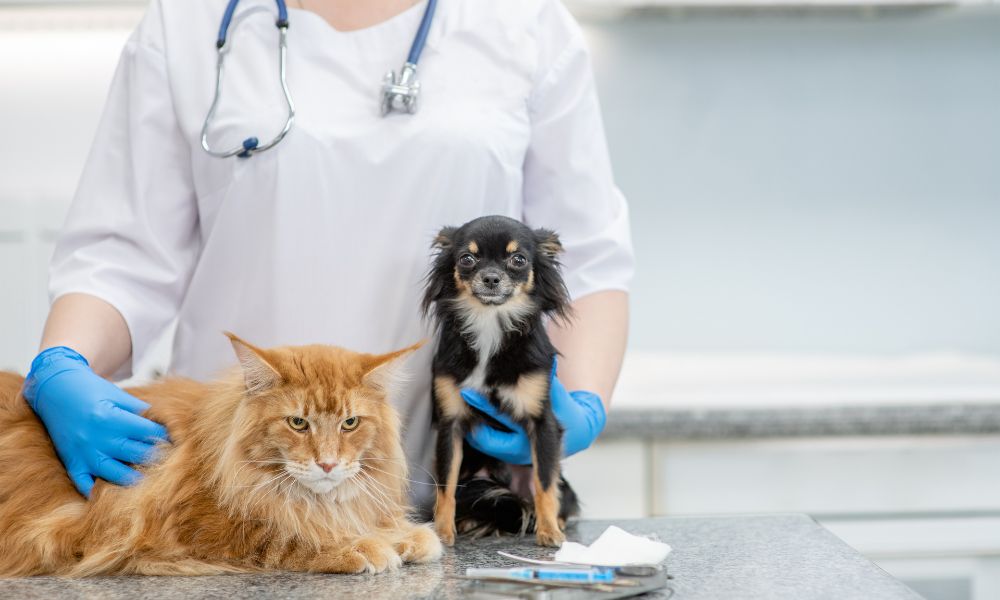 The Top 4 Workplace Hazards in Vet Offices
